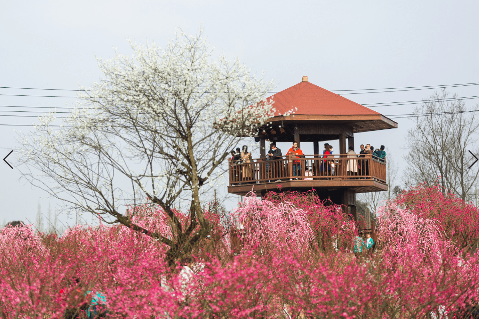 过年到都江堰乡坝头,好看好耍慰乡愁!_花村