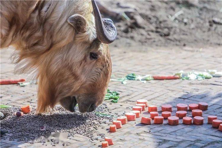 什么气冲天的成语动物_成语故事图片