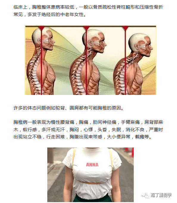 骨头"松"了,它先遭殃特点:与肋骨形成"包围圈",保护心肺功能.