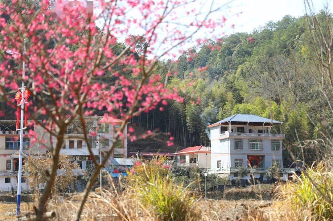山乡巨变探访龙岩这个小村乡村振兴中的年味