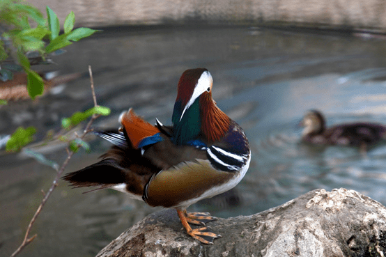 鸳鸯▲ 红嘴相思鸟▲ 喜鹊▲ 鹦鹉05爱意汹涌只对你浪漫心动小成成
