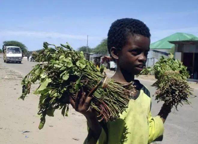 你过年大鱼大肉有人却还在全年吃草