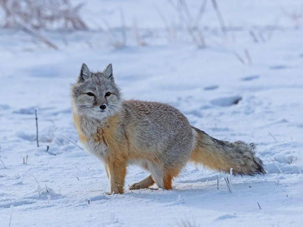 中国的野生犬科动物