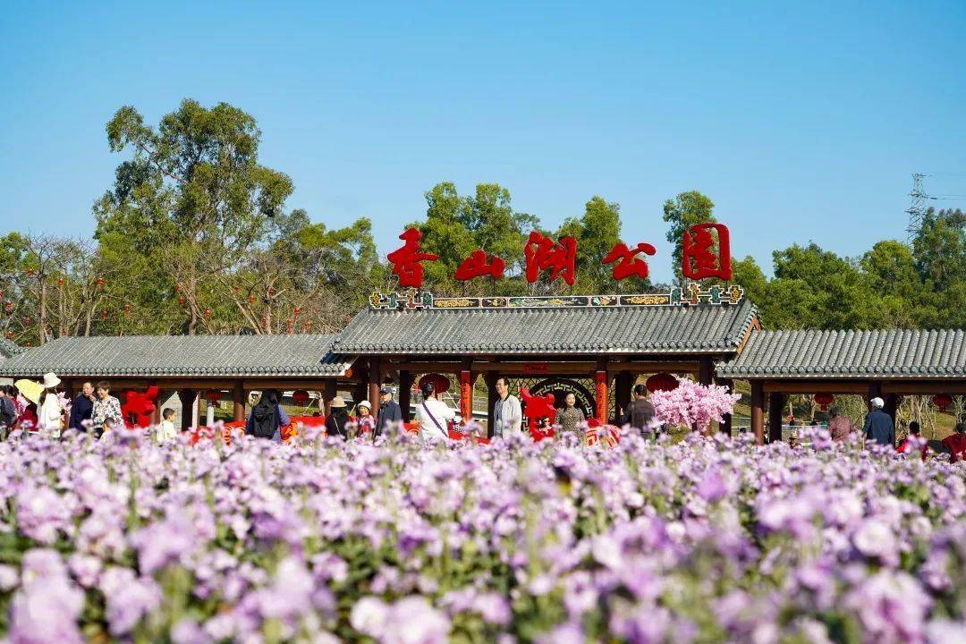 免费参观斗门金湾香洲这些地方都变成花海人海