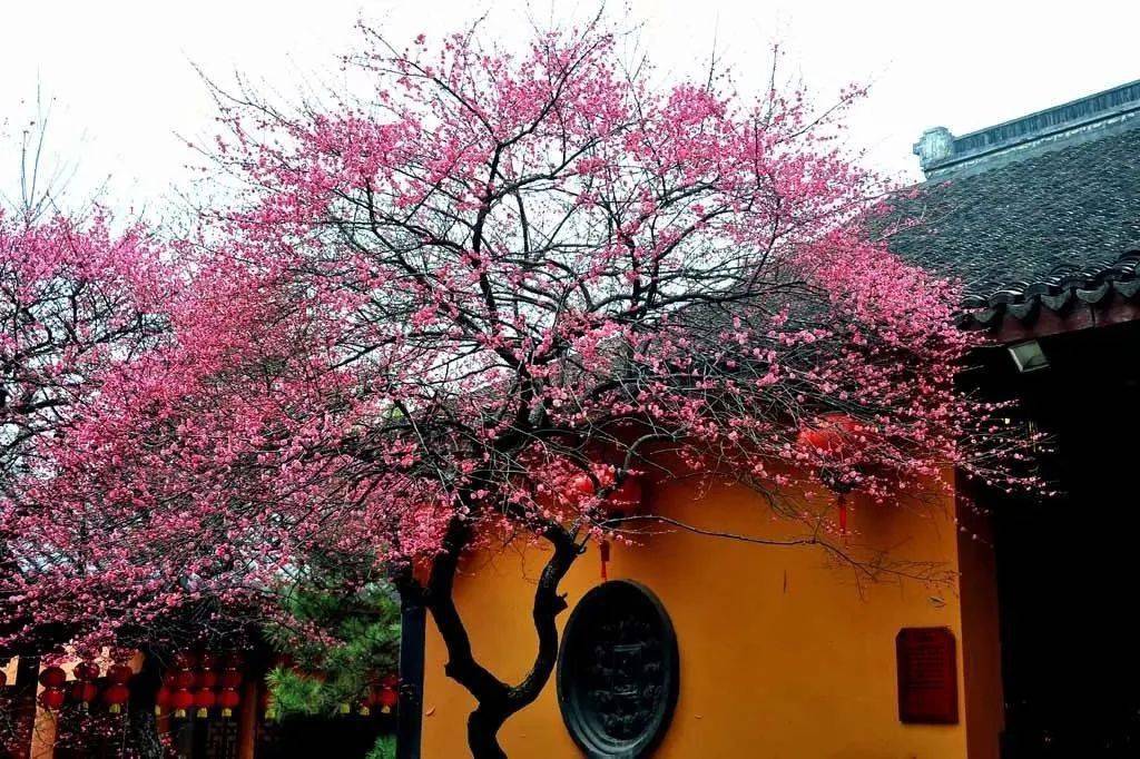 喜梅纳福铁佛寺的六瓣梅开啦