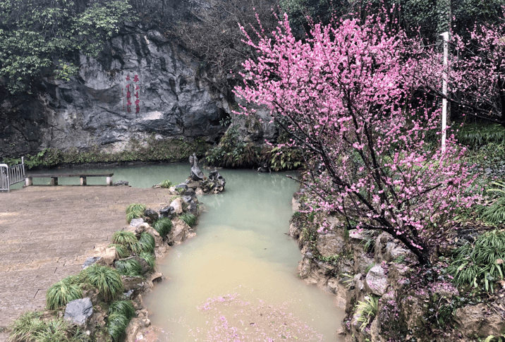 建德的梅花开了!走,去嗅一嗅那幽幽花香!_梅城