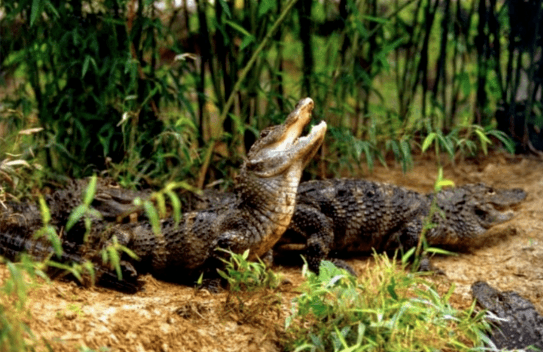 是一处比较有趣的互动项目,里面为仿造鳄鱼洞穴所制的迷宫,可满足游人