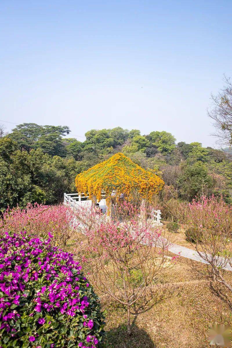 廣州第一批桃花開了就在白雲山還有兩週賞花期