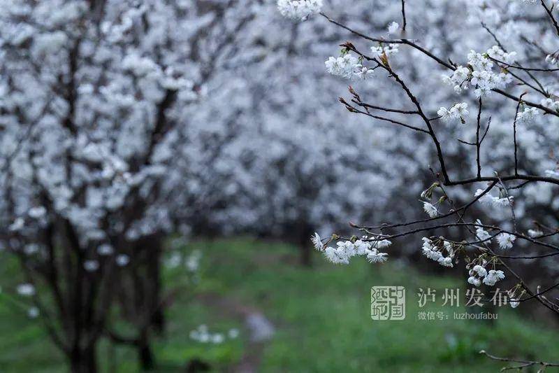 大假过半，赏花去！泸州这些花儿已开好