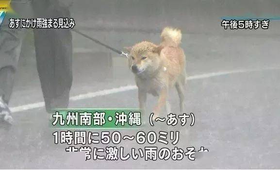 「救命啊，我家狗子鼻涕都凍住了還非要散步！」 萌趣萌寵 第13张