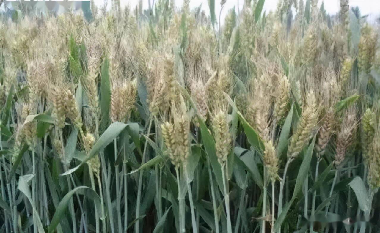 俄罗斯主要农作物 俄罗斯冬小麦分布