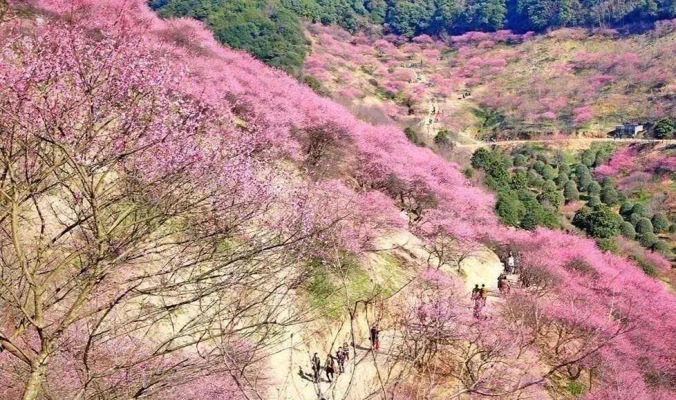 17 初六,赏奉化十里梅花谷,游岩头古村