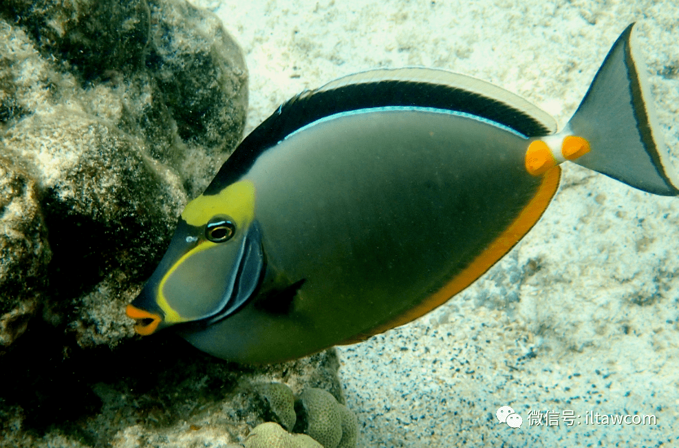 海洋科普1352物种图册黑背鼻鱼
