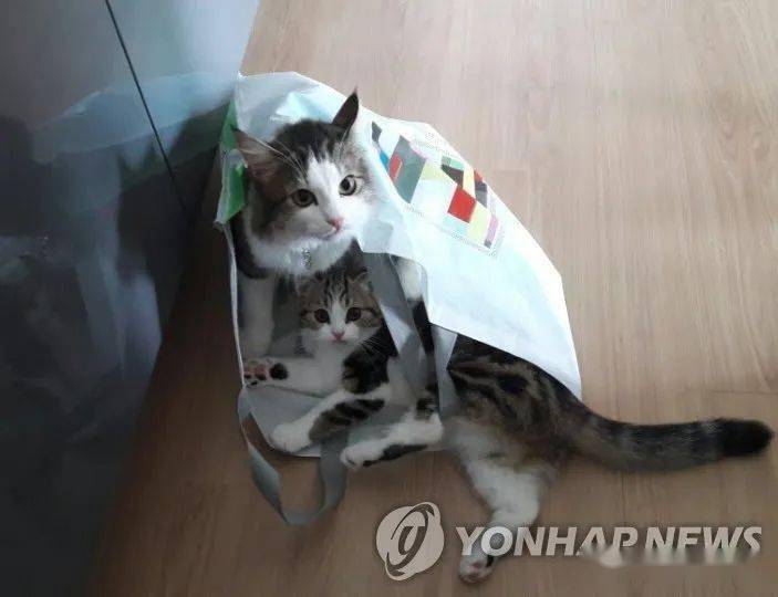 韩国首尔新冠肺炎患者感染了自家的宠物猫_动物