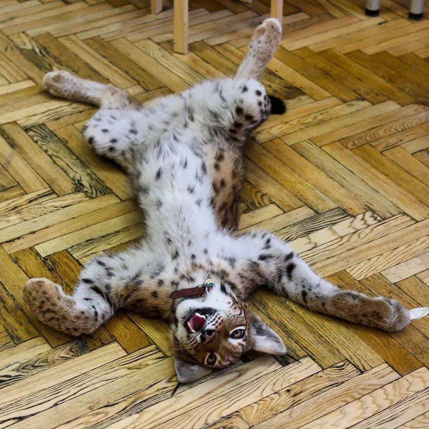 救了2隻山貓交給8隻大傻狗養，結果...這猛獸怎麼狗里狗氣的？ 萌趣萌寵 第13张