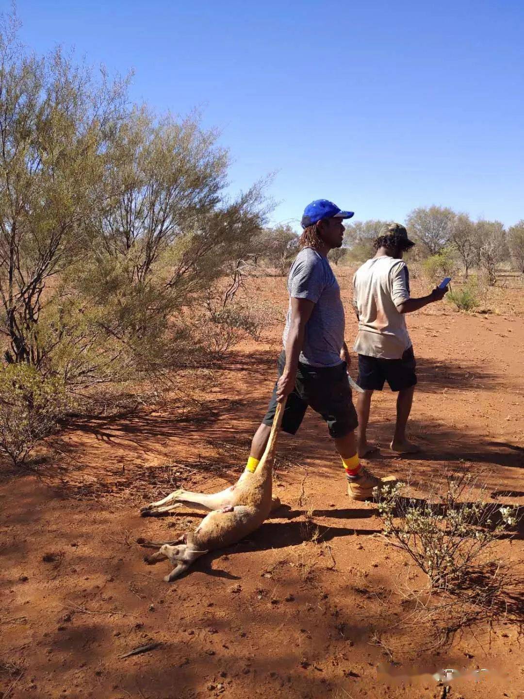 澳洲土著的日常在红土沙漠里打猎