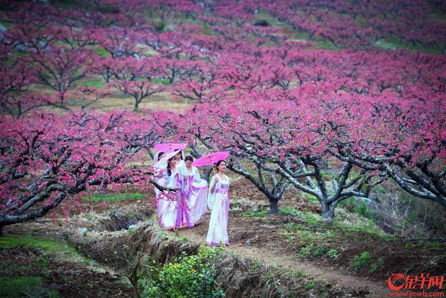 广东景区预约数连续5天排名全国第一 年初五广东150家重点景区接客174.6万人次