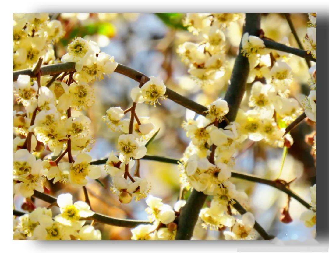 青刺尖花静静地开放在沘江的春天里