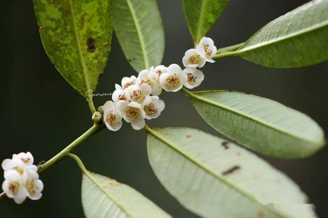 柃木属是雌雄异花的植物,上面都是雄花,传粉结束后就落了.