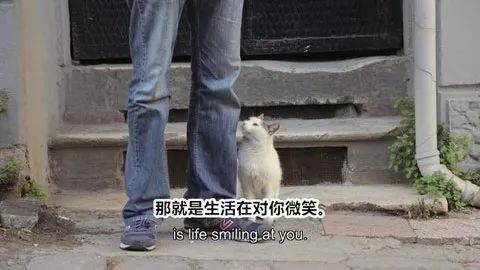 原來，如果貓在你腳邊喵喵叫，還抬起頭望著你，那就是... 萌趣萌寵 第8张