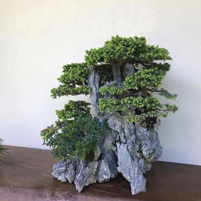 价值上万的附石盆景!太美了!