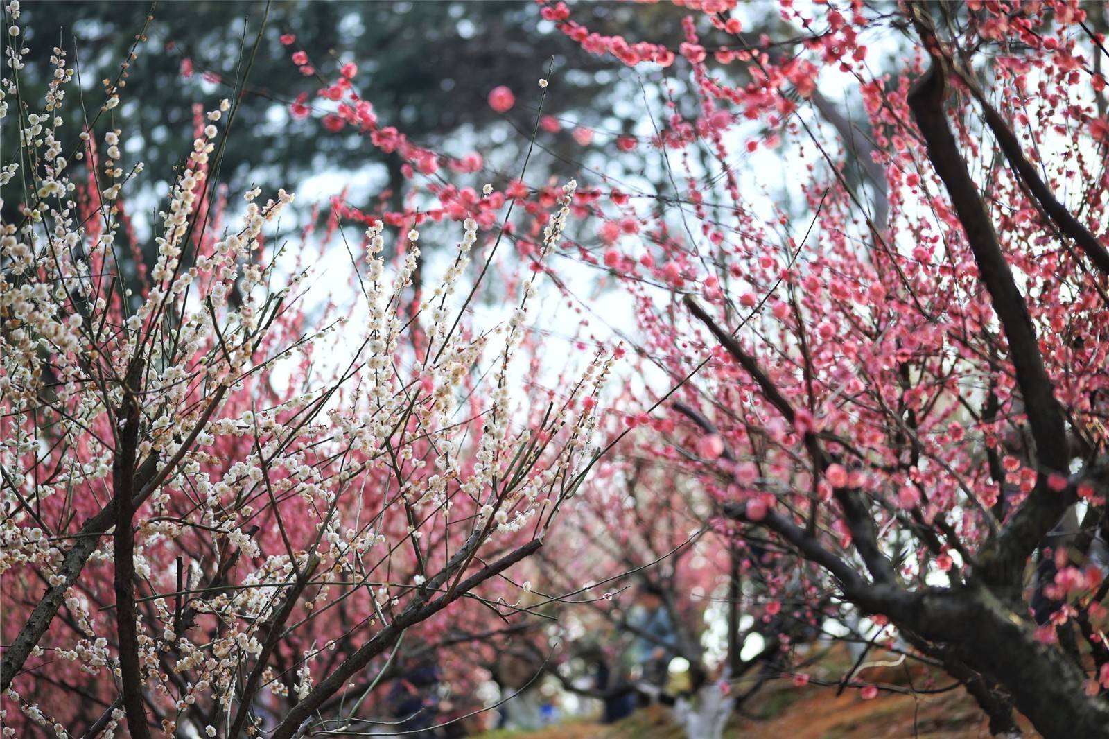 湖南省植物园樱花、梅花竞相绽放 新春赏花正当时