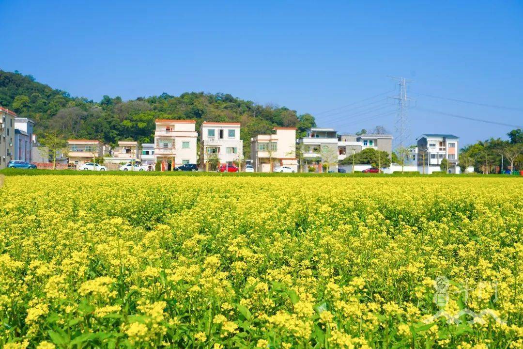 放眼望去,大片的油菜花绚美绽放,在200亩连片的农田里,群芳争艳,婀娜