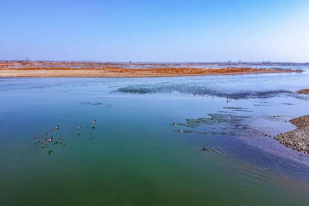 齐河黄河湿地公园图片