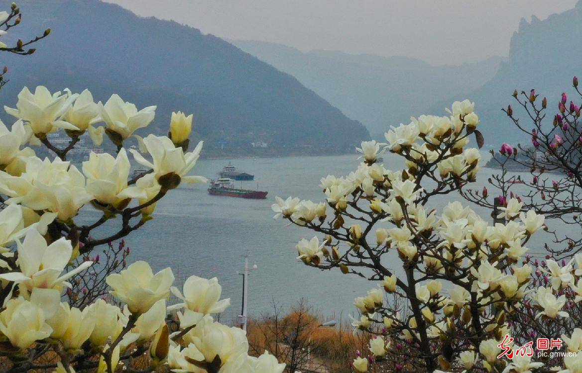 三峡坝区长江两岸春花怒放