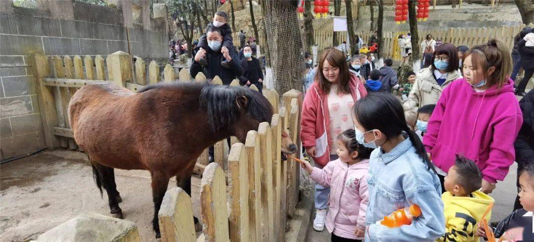 春节假期欢乐多，动物游乐园里人气旺