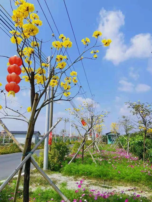 广州南沙马克村图片