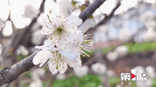 报早春！开州樱桃树花开了，你还有近半个月的赏花时间-m6米乐官网登录网站(图5)