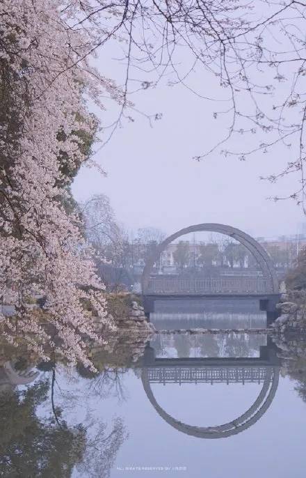 长沙此地因樱花开了爆红！收藏这份赏樱打卡地图，遛娃拍照野餐都不愁了