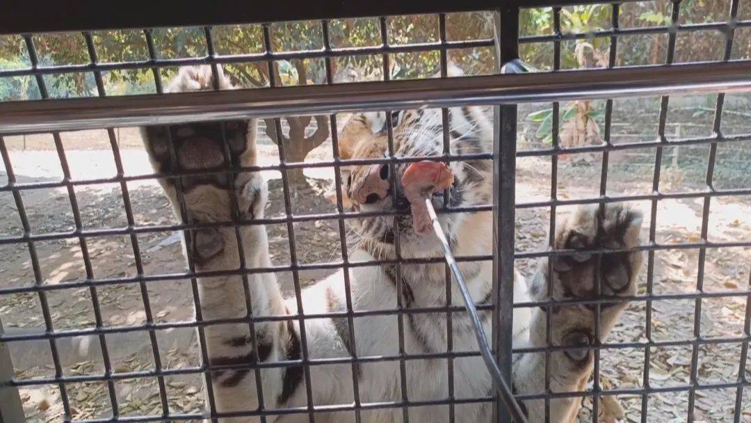 什么气冲天的成语动物_成语故事图片