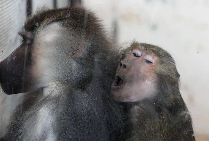 狒狒动物园合集完整版 b4e22261ad47411fb93e33cea4a7723f.jpeg