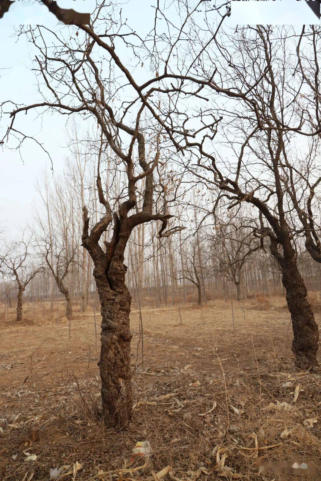 盐山县枣木疙瘩都是宝每一棵老枣树都是文化遗产