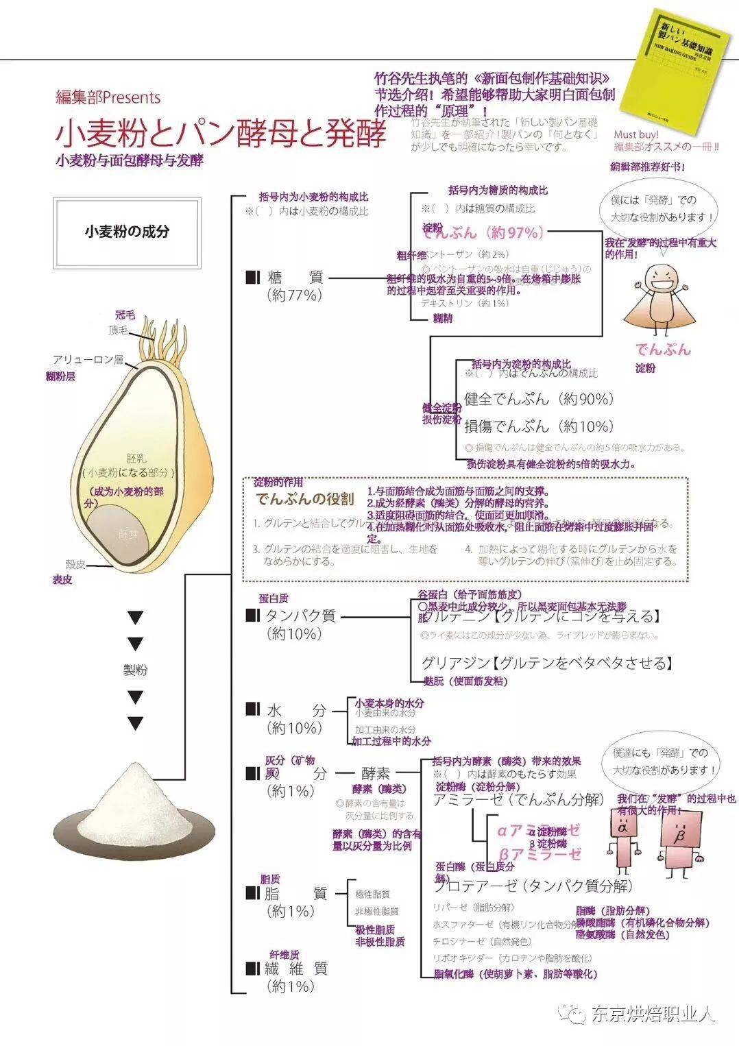 小麦从外表看来可以分为冠毛,外壳,胚乳,胚芽四大部分组成