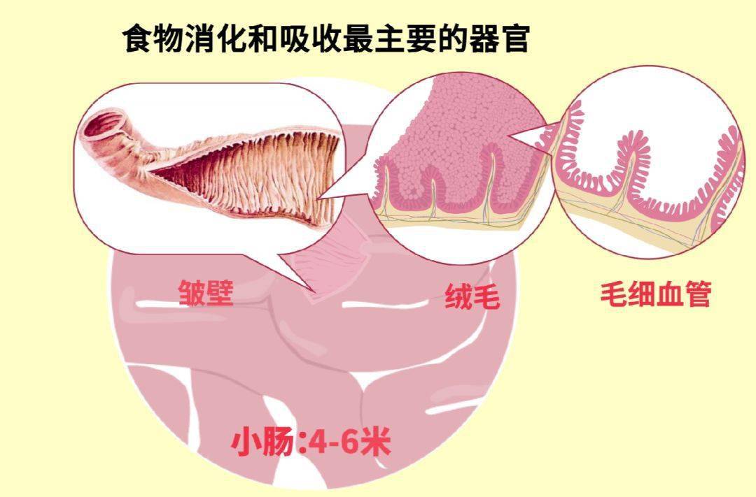 经过了小肠的消化和吸收后,没有被消化的食物残渣来到了大肠