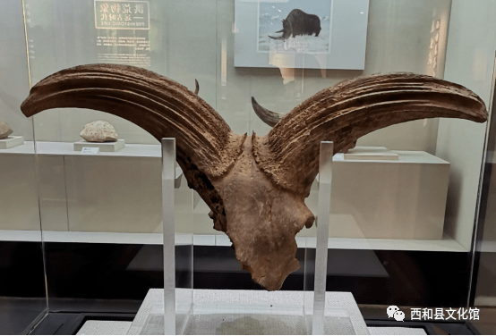 牛气冲天西和县博物馆特别推出古中华野牛头骨化石