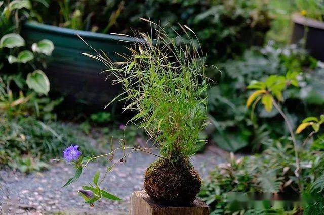 怎么才能长出苔藓 44bc0e7a0310402a94d557d12e939c84.jpeg