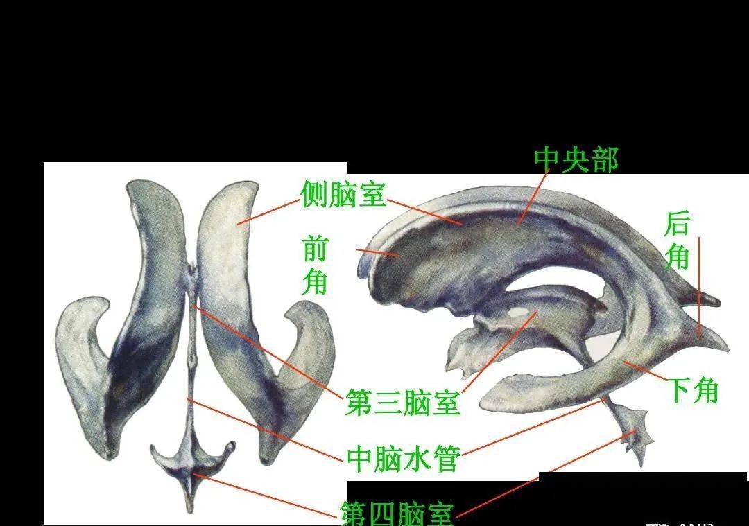 高清解剖脑室脑池脑膜