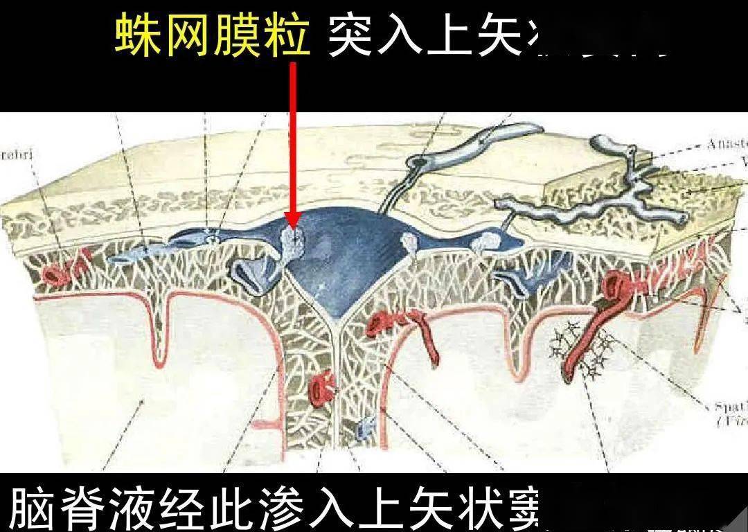 高清解剖脑室脑池脑膜