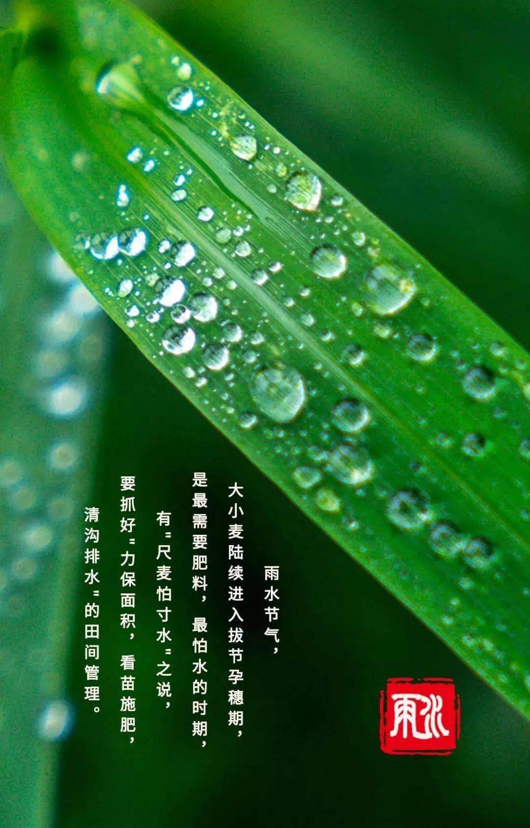 风雨后的雨露阳光图片图片