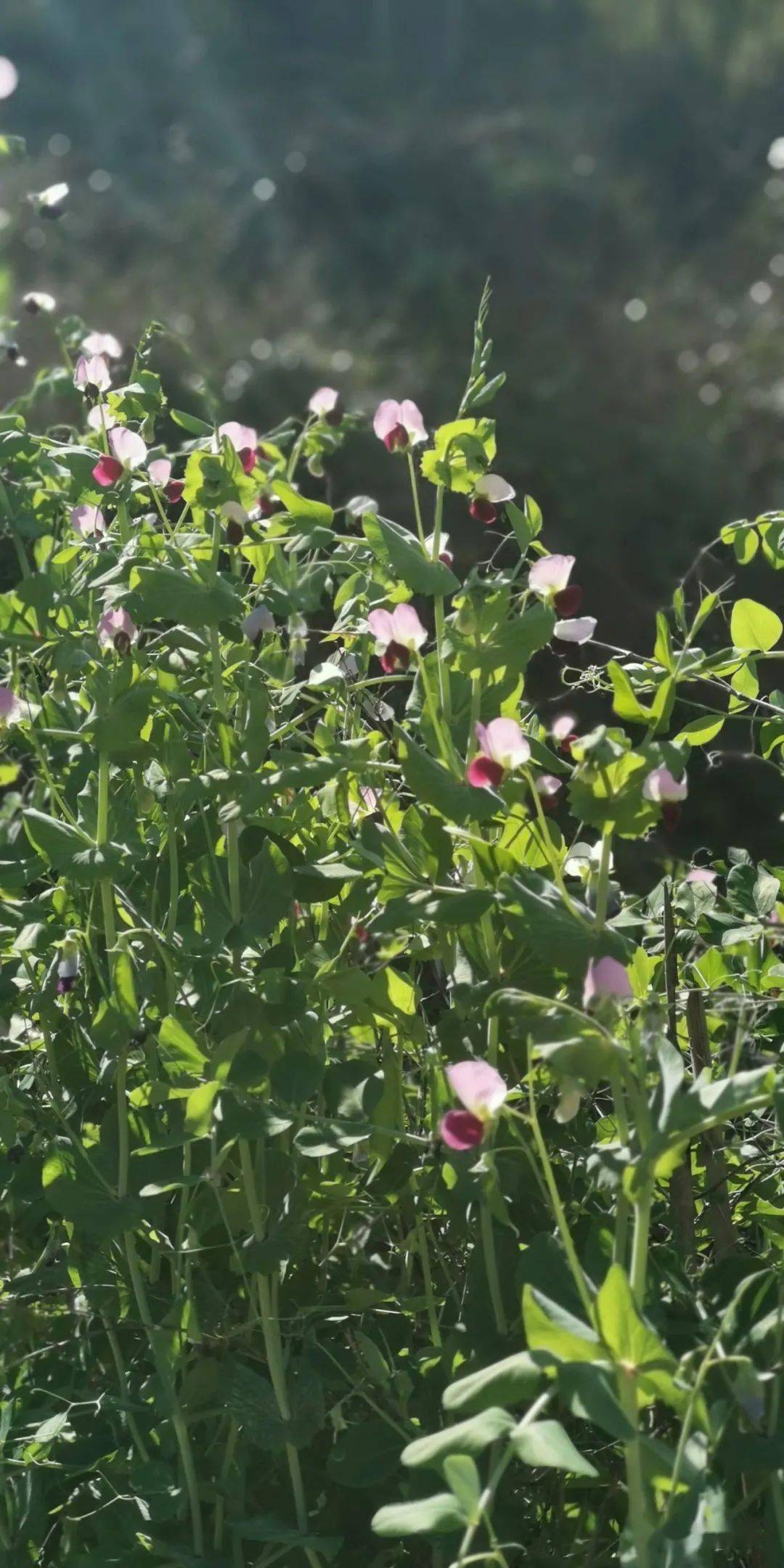 树上一个树下一个该子旁边女人猜成语(3)