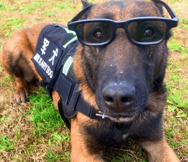 警犬也过年,狗子们穿新衣,贴对联,吃肉肉,它们笑的太甜了_军犬