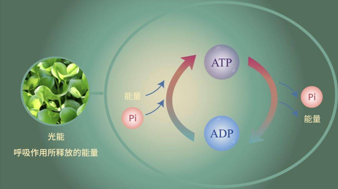 【生物大师高中】atp—中国能源_能量