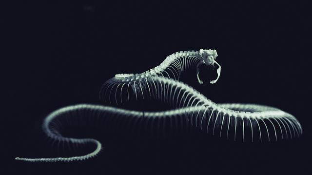 标本|拼蛇骨的“手艺人”