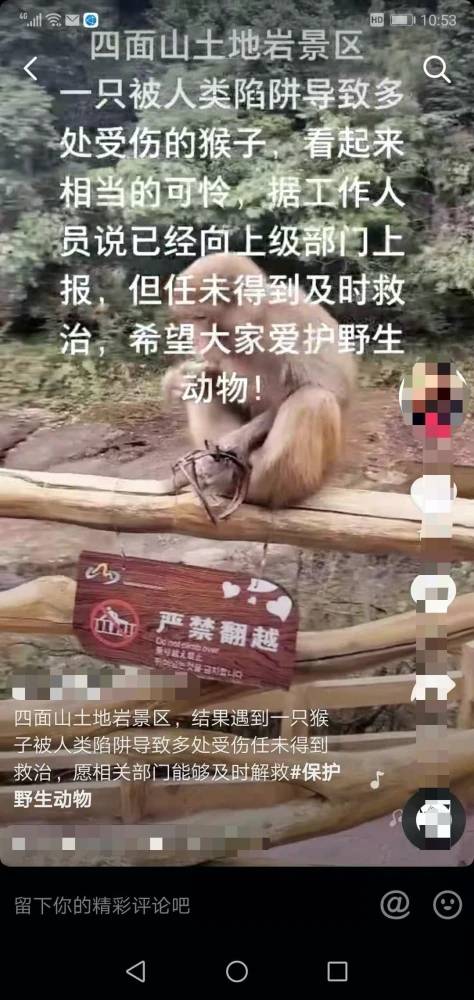 重庆一景区猕猴遭捕兽夹所伤无人救助？景区：系野生猕猴，正积极救助中