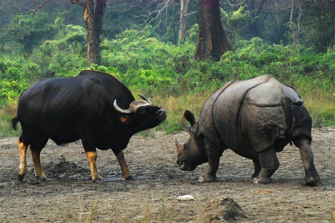 牛年说牛:身边顶级掠食者环绕,却打出了"老虎杀手"之称_野牛