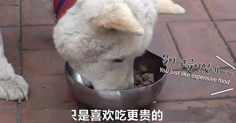 好友去世，老狗絕食兩月...可這最後的結局，卻讓人笑噴了！ 萌趣萌寵 第8张